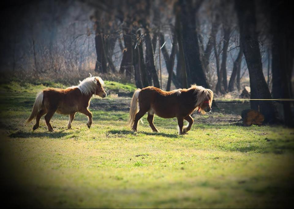 Fantanita Craiesei Hotel Fagaras Luaran gambar